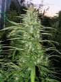 Big Bud Fast Version Feminise