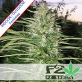 Big Bud Fast Version Feminise