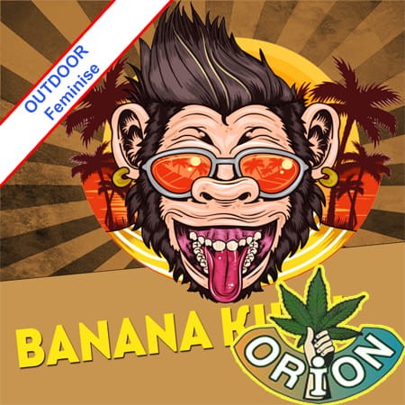 Banana Kush Fast Version Feminise