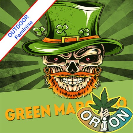 Green Marocco Fast Version Feminise