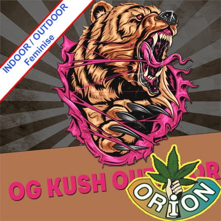 OG Kush Outdoor Feminise