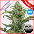 Dinamed CBD Auto Feminise -45%