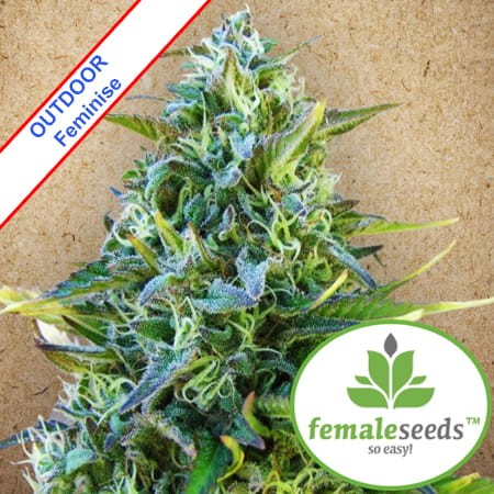 Critical Sour Feminise