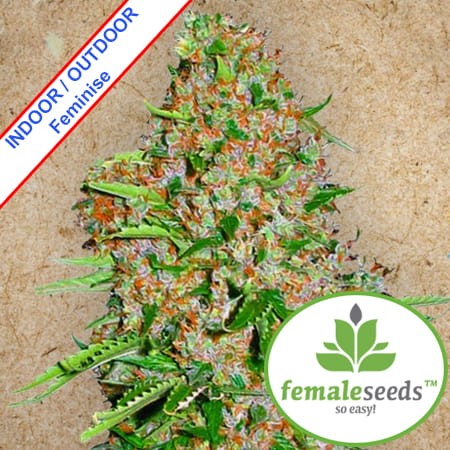 Skunk Special Feminise