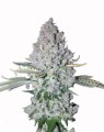 Sativa Des Rois Feminise