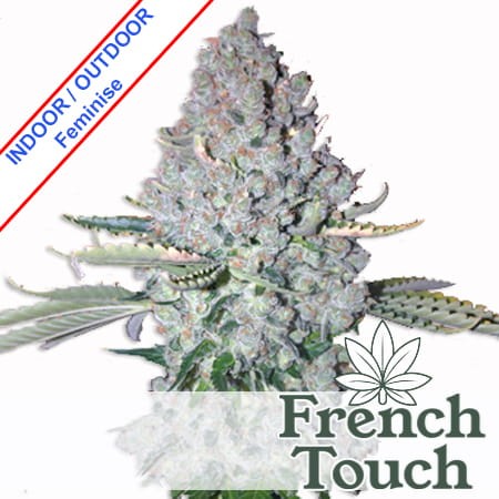 Sativa Des Rois Feminise