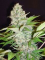 Auto Cheese NL Feminise