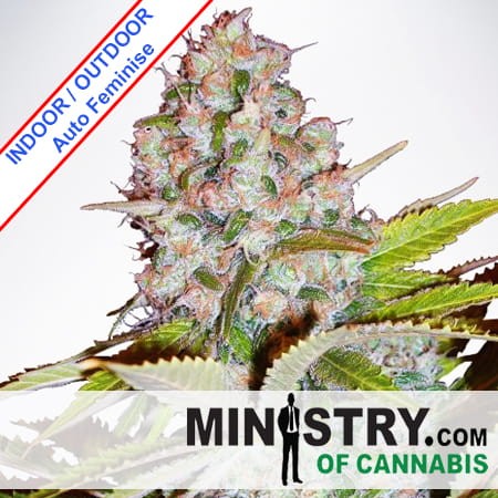 Auto Cheese NL Feminise