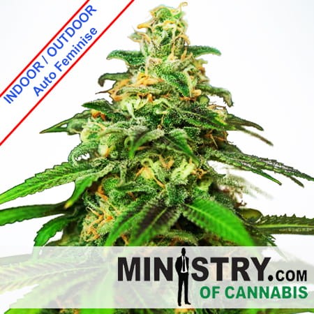 Auto Mandarin Haze Feminise