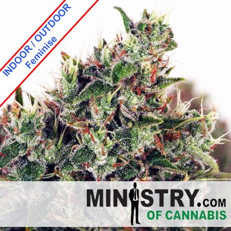 Ultra White Amnesia Feminise