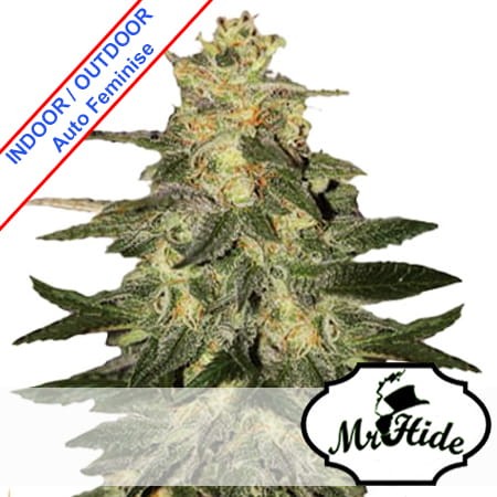 Auto Mazar Blue Feminise