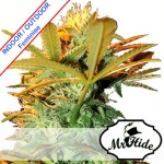 Mr Kritical Mass Feminise