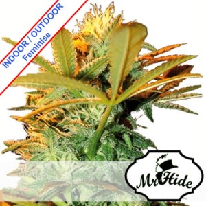 Mr Kritical Mass Feminise