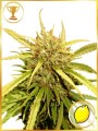 Mr Sugar Lemon Haze Feminise