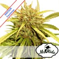 Mr Sugar Lemon Haze Feminise