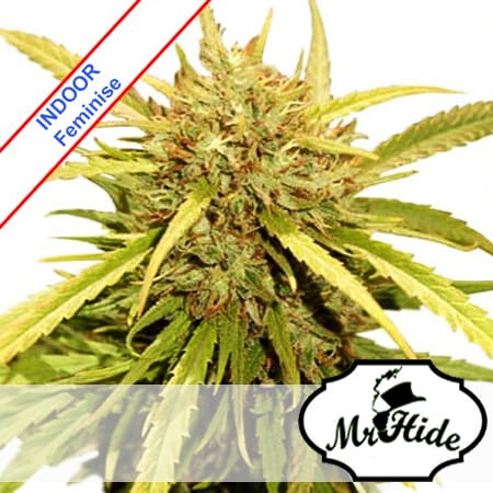 Mr Sugar Lemon Haze Feminise