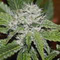 Amnesia Ryder Auto Feminise 