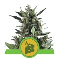 Blue Cheese Auto Feminise
