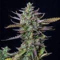 Blue Cheese Auto Feminise