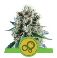 Bubble Kush Auto Feminise