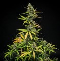 Mimosa Auto Feminise