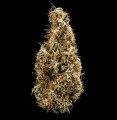 Mimosa Auto Feminise