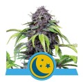 Purplematic CBD Auto Feminise