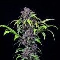 Purplematic CBD Auto Feminise