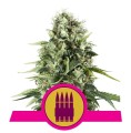 Royal AK Feminise