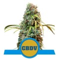Royal CBDV Auto Feminise