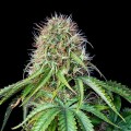 Royal CBG Auto Feminise