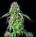 Royal CBG Auto Feminise