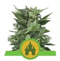 Royal Kush Auto Feminise