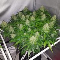 Royal Kush Auto Feminise