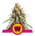 Shining Silver Haze Feminise