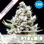 Auto New York City CBD Feminise