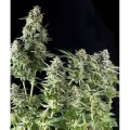 Auto Northern Lights Feminise