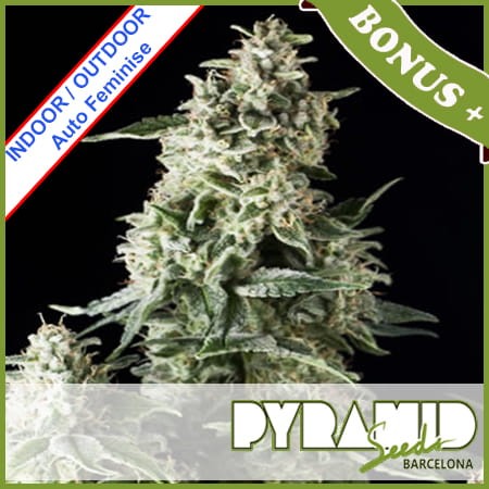 Auto Northern Lights Feminise