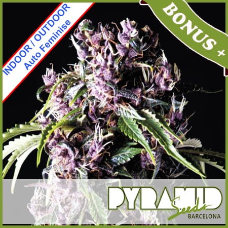 Auto Purple Feminise