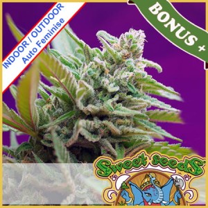 Black Jack Auto Feminise