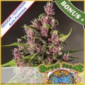 Bloody Skunk Auto Feminise