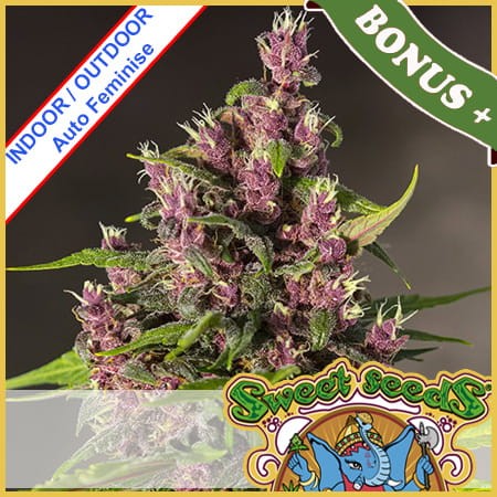 Bloody Skunk Auto Feminise