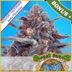 Devil Cream Auto Feminise