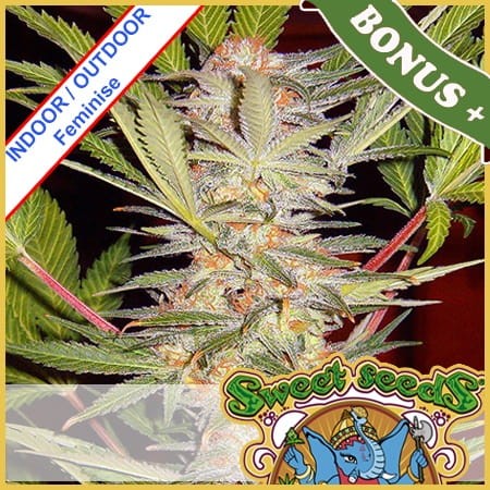 S.A.D. Sweet Afgani Delicious Fast Version Feminise