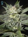 King's Kush CBD Feminise