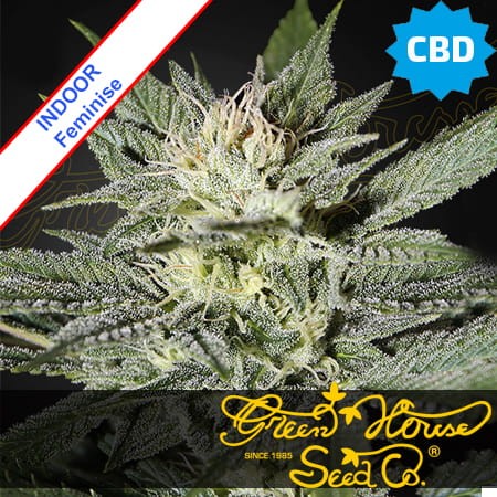 King's Kush CBD Feminise