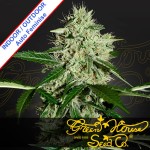 Northern Light Auto Feminise