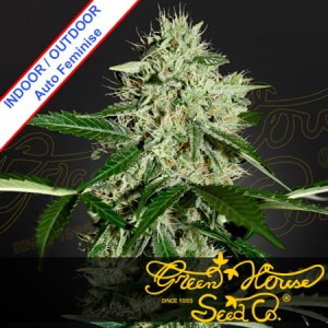 Northern Light Auto Feminise