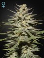 Super Lemon Haze CBD Feminise