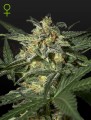 White Widow Auto Feminise
